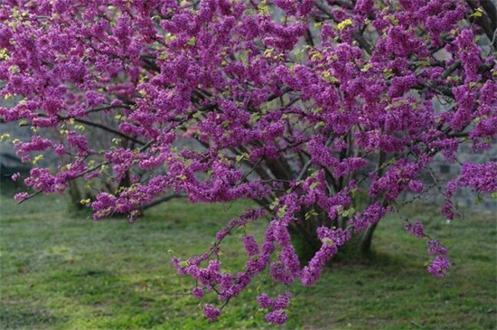 4月有什么花