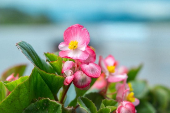 秋海棠的花语及传说，花语为苦恋象征凄惨的爱情