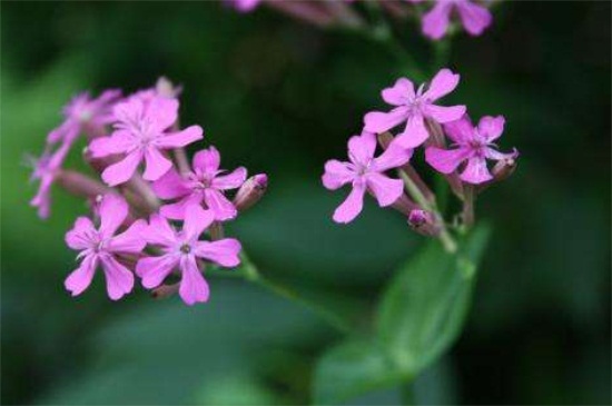 屈曲花什么时候开花，春末5月份开花