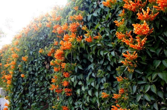 炮仗花叶子发黄怎么办，盆底积水需松动土壤蒸发水分