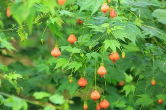 悬铃花的病虫害及其防治，红蜘蛛可洗衣粉液喷杀