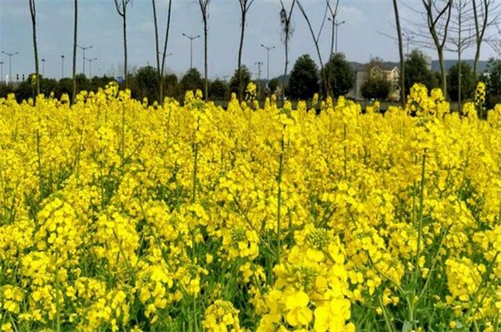 傅山油菜花什么时候开