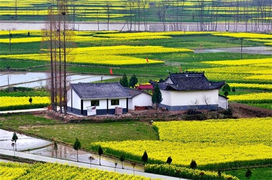 汉中油菜花基地在哪里