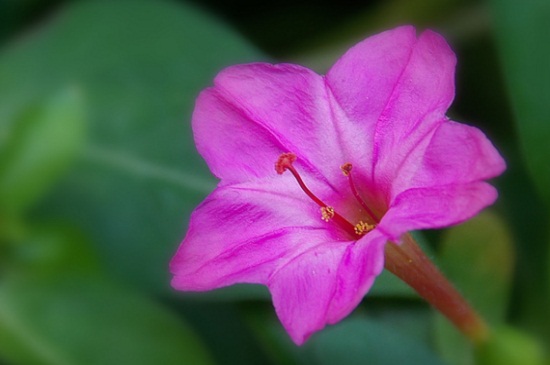 紫茉莉几点开花时间