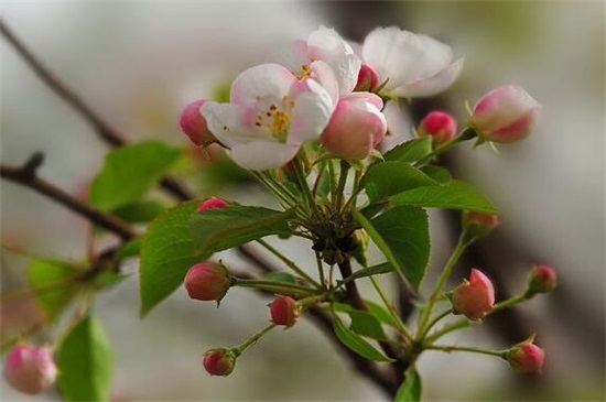 苹果花露红是什么样