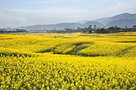 油菜花寓意