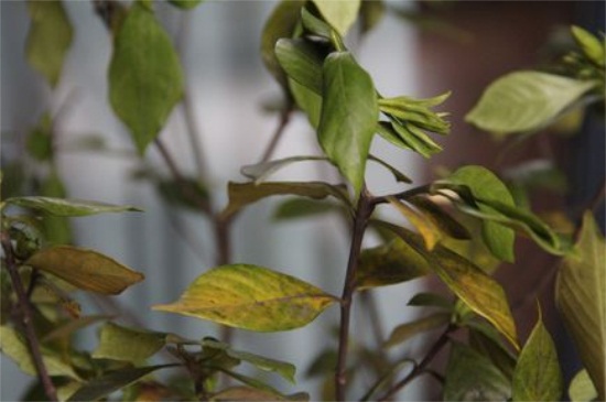 栀子花叶子都干了还能活吗