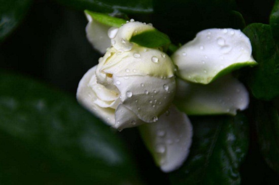 栀子花招虫子吗