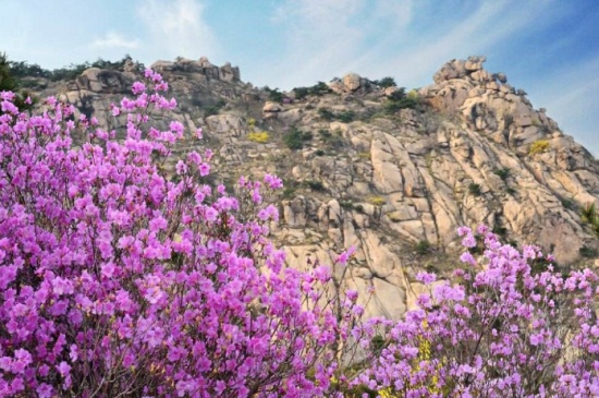 大珠山杜鹃花几月开