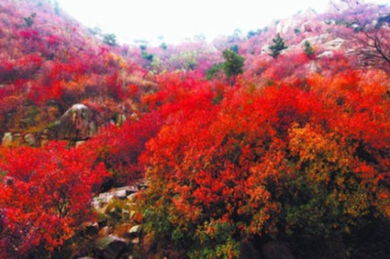 大珠山杜鹃花几月开