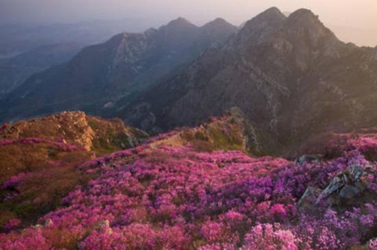 大连大黑山杜鹃花什么时候开