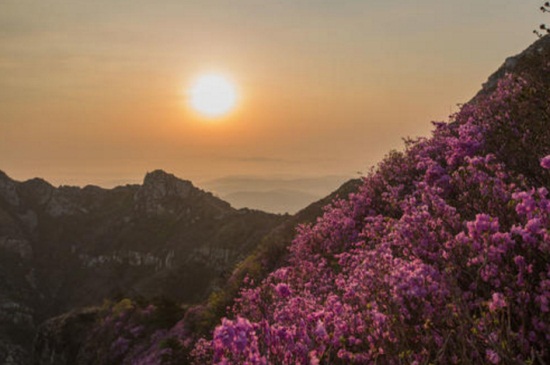 大连大黑山杜鹃花什么时候开