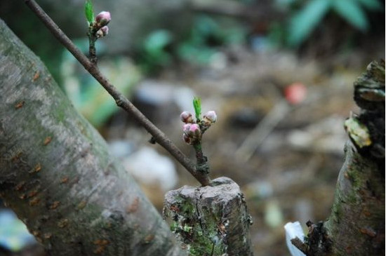 桃树芽接时间和方法