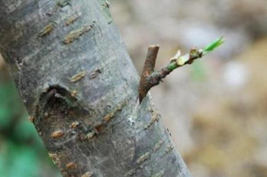 桃树芽接时间和方法