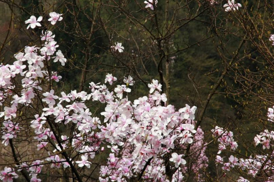 江油辛夷花什么时候开