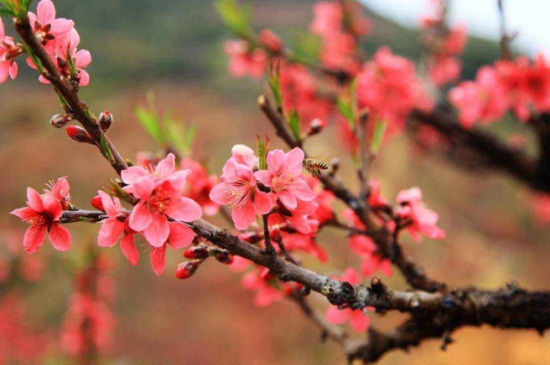 卫辉桃花什么时候开