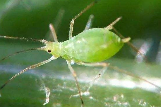 噻虫高氯氟治什么虫