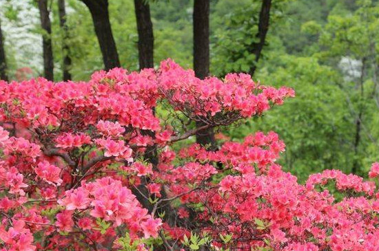 西泰山杜鹃花什么时候开