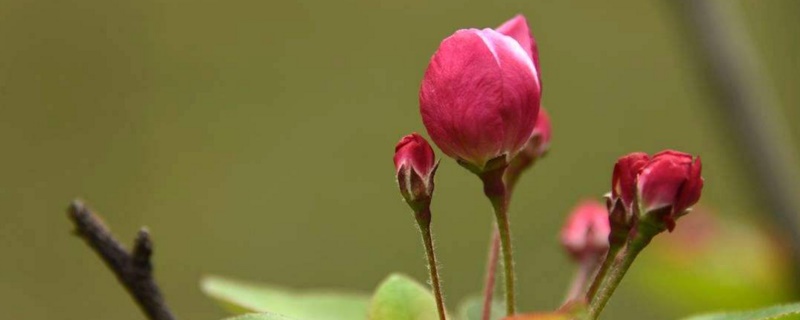 海棠花掉花苞怎么回事