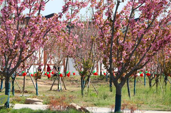 固镇樱花什么时候开花