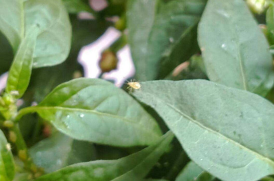 蚍虫林能杀哪些害虫