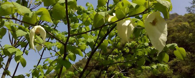 中国鸽子树是什么植物