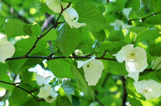 中国鸽子树是什么植物