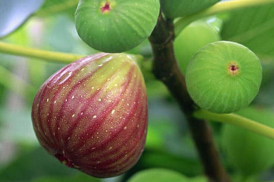 无花果不开花就结果吗