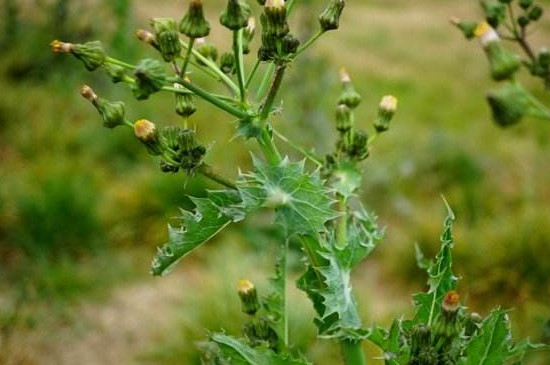 花叶滇苦菜是蒲公英吗