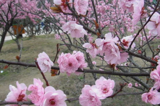 花期桃树打几遍硼砂