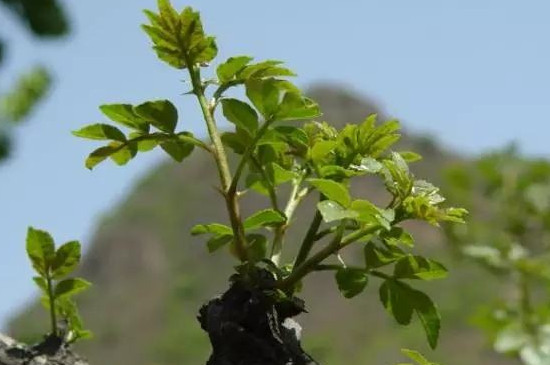 花椒树怎么栽