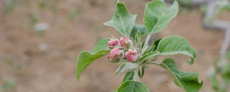 花露红什么时候打药