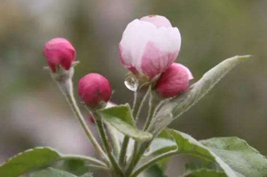 花露红什么时候打药