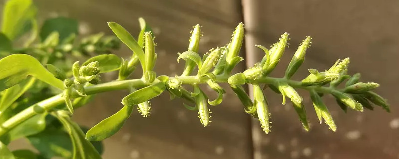 蓝雪花花苞什么样子