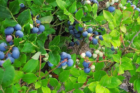 蓝莓籽能种植吗