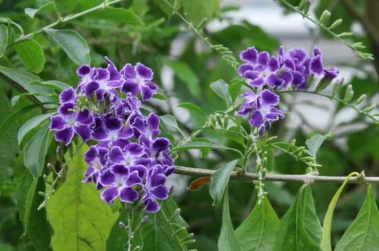 蕾丝金露花怎么养