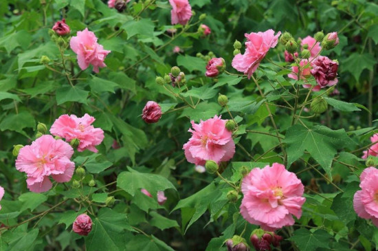 草本芙蓉花的养殖方法