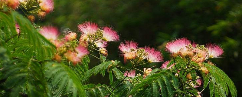 榕树开花吗