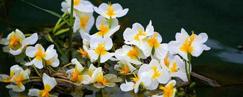 泸沽湖水性杨花开花时间