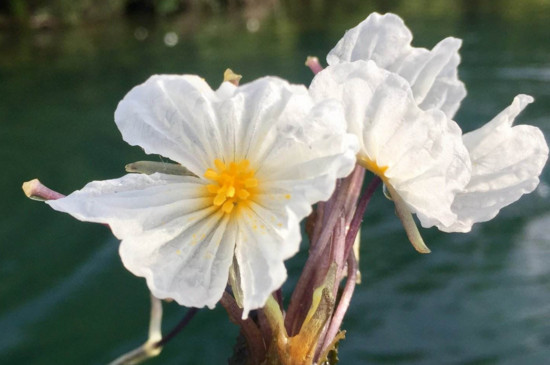 泸沽湖水性杨花开花时间