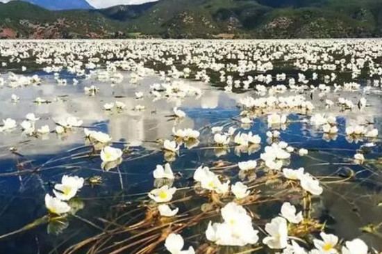 泸沽湖水性杨花开花时间