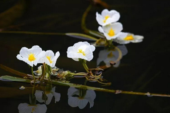 泸沽湖水性杨花开花时间