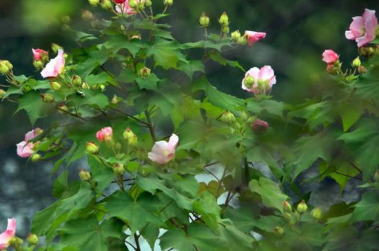 芙蓉花叶怎样生根