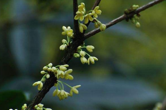 茶花 桂花的养殖方法