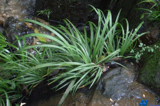 水中植物有哪些