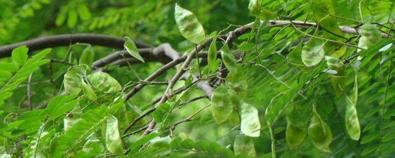 花枝木学名叫什么