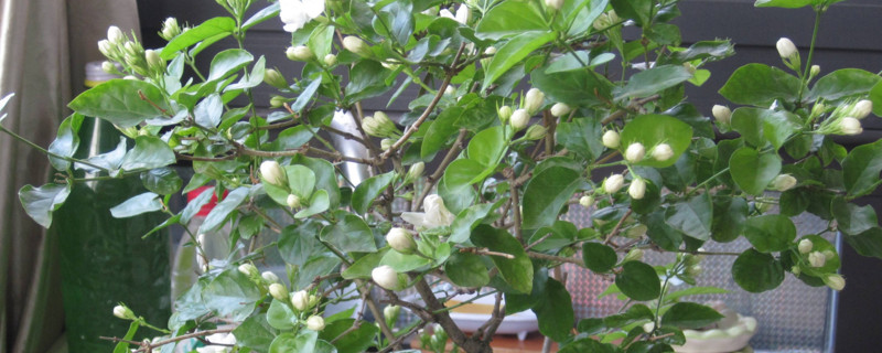 茉莉花喜欢酸性还是碱性