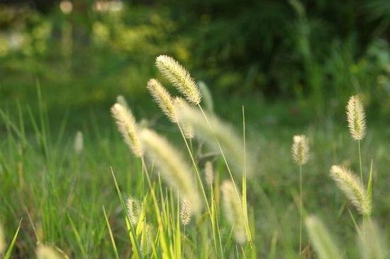 兔尾草花语