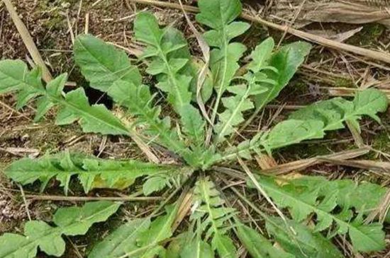 地里长的100种野菜名字