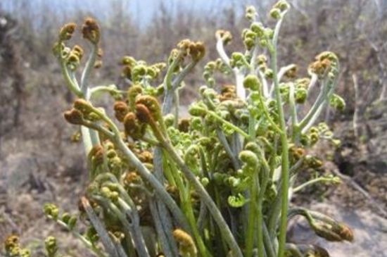 地里长的100种野菜名字